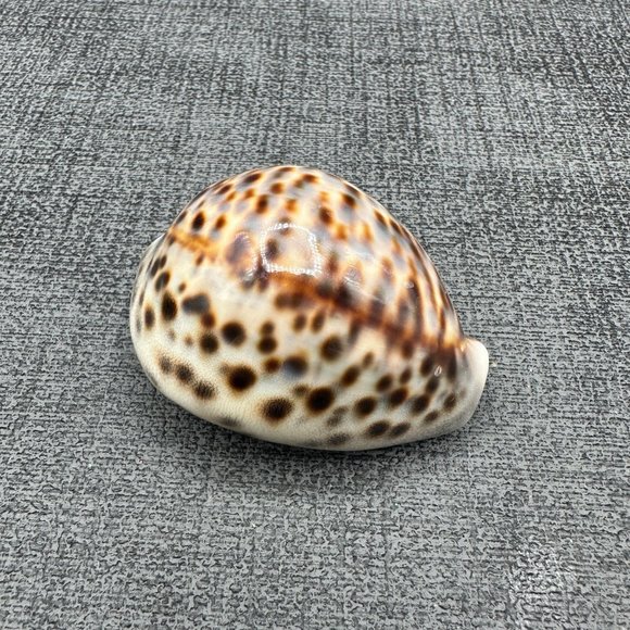 4 Leopard Tiger Cowrie Shell 3" to 2.25" Craft Beach Decor Nautical Dorsal Line - Picture 6 of 9